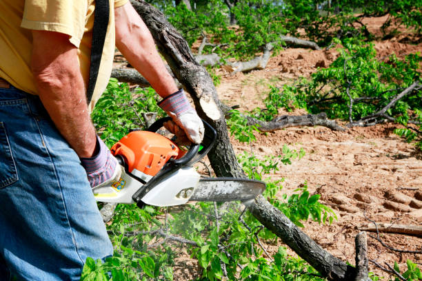 Complete Tree Removal: Safety Tips and Procedures