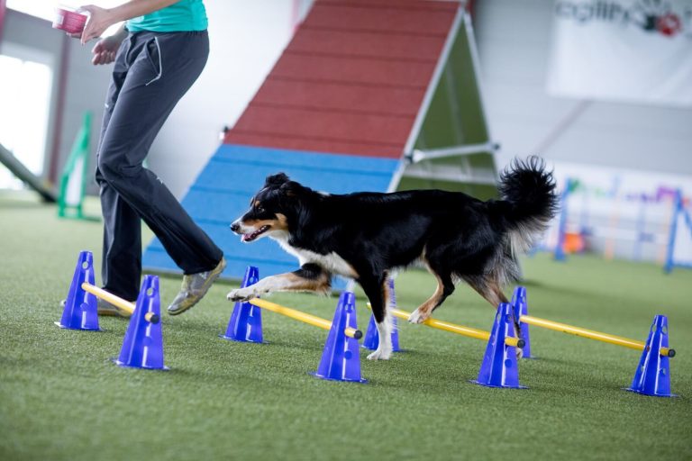 Pawsitive Results Proven Methods from a Professional Dog Trainer